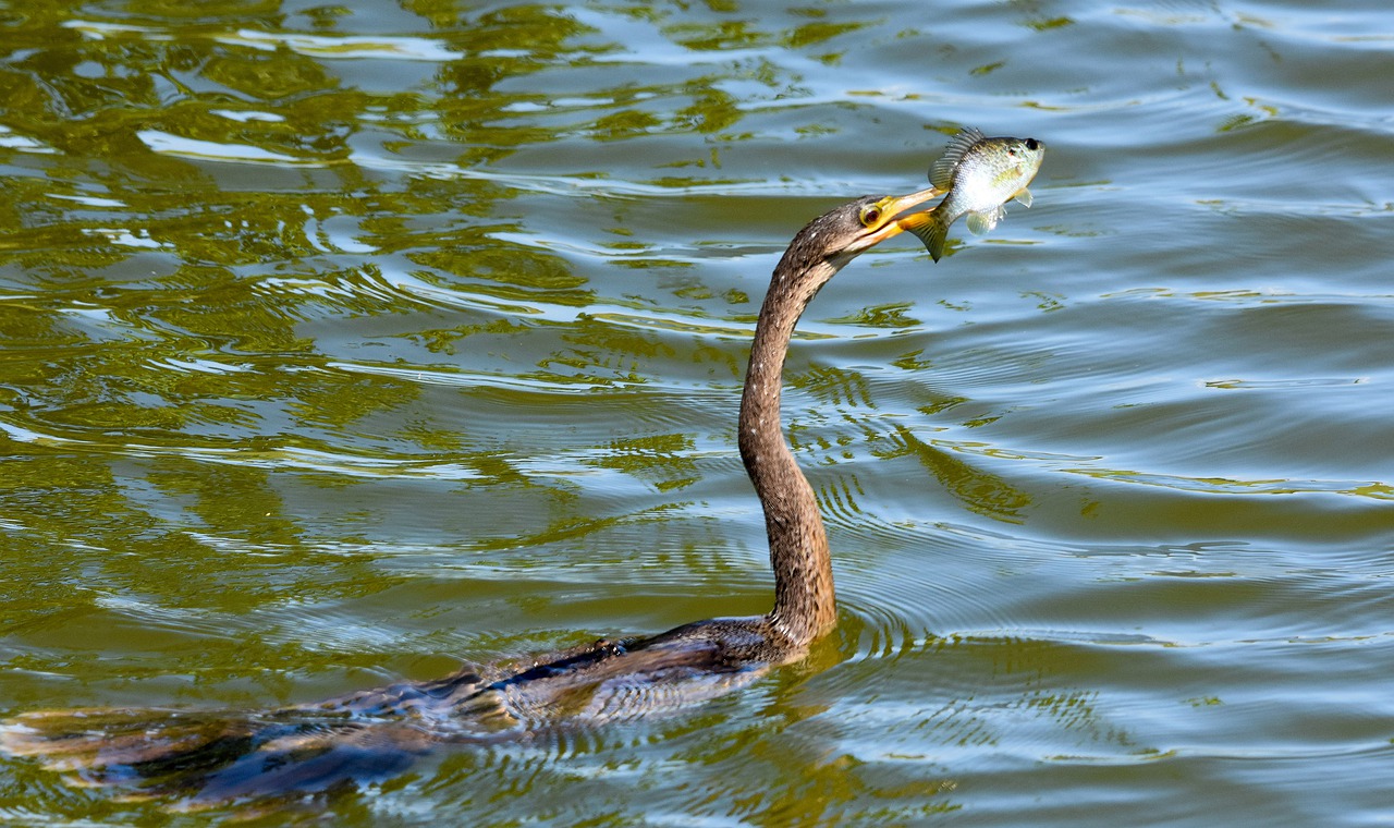 An anhigna swimming under water